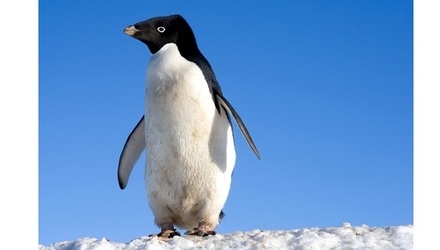 Adelie penguin by samuel blanc 1